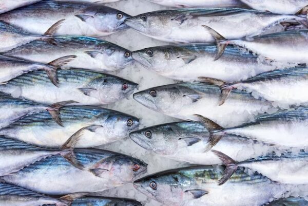 Bonita Fish